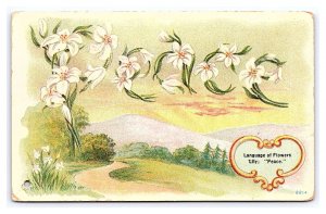 Language Of Flowers Lily Peace Postcard