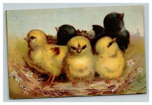 Vintage 1910's Easter Postcard Cute Black & Yellow Chicks in their Nest