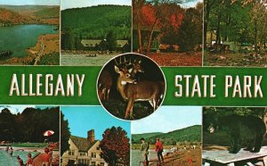 Vintage Postcard Allegany State Park Camping Swimming Boating Salamanca New York