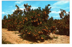 Orange Graves in Central Florida