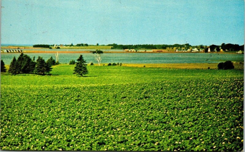 Prince Edward Island Hampton Canada Postcard Cancel PM Wood Islands WOB Note VTG 