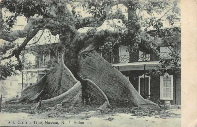 Nassau Bahamas Silk Cotton Tree Antique Postcard J79266