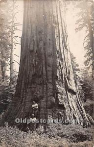 Redwood Tree Logging, Timber 1914 