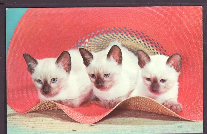 Hatful of Siamese Kittens Post Card PC2374