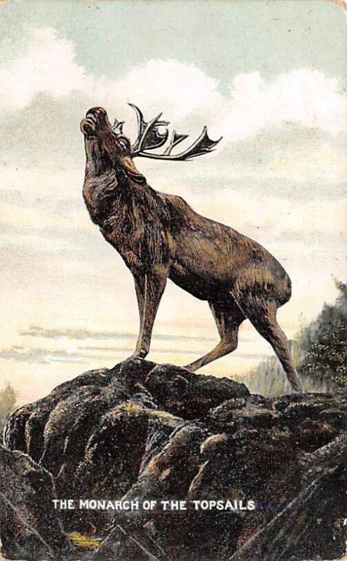 Monarch of the Topsails Deer 1908 