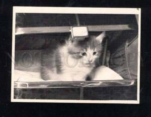 3014525 Charming KITTEN in Basket Old REAL PHOTO