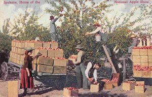 Apple Orchard Picking Packing Fruit Spokane Washington 1910c postcard