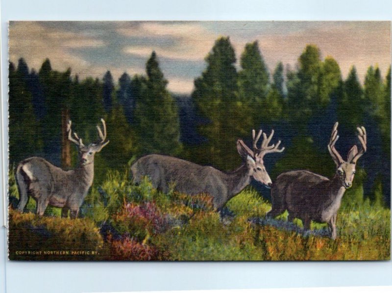 Postcard - Three Little Deers in the Rockies, USA, North America