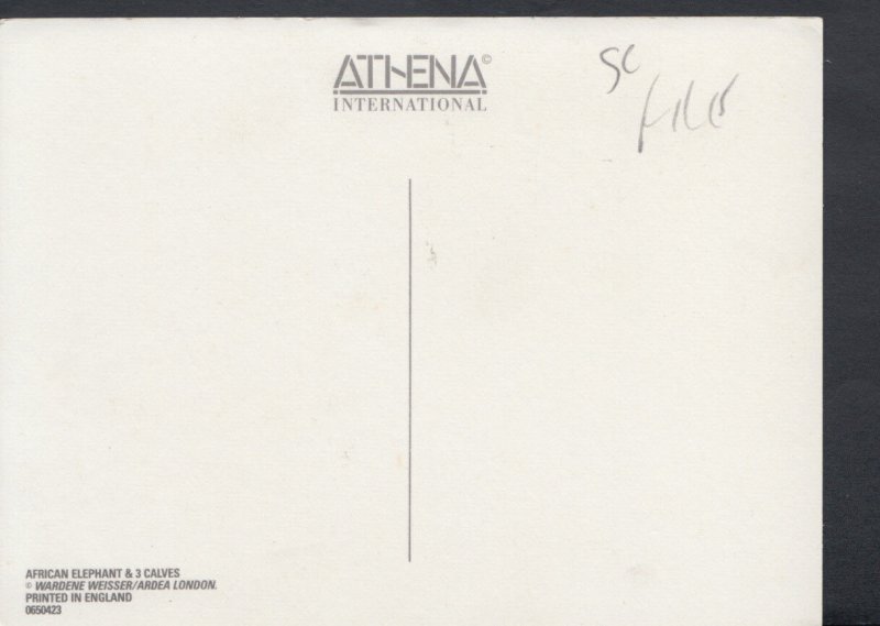 Animals Postcard - African Elephant and Three Calves   RR3991