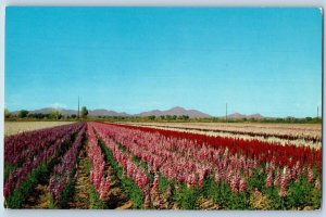 Phoenix Arizona AZ Postcard Nakamura Farms Baseline Road c1960 Vintage Antique