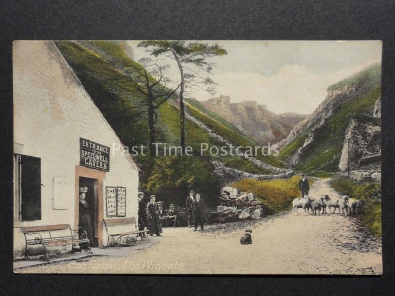 Derbyshire: Castleton SPEEDWELL CAVERN Winnats Pass shows Sheep Herd c1909