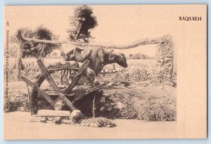 Egypt Postcard View of Carabao and Saquieh Waterwheel in Farm c1920’s