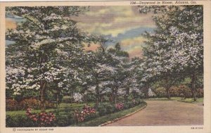 Dogwood In Bloom Atlanta Georgia 1949