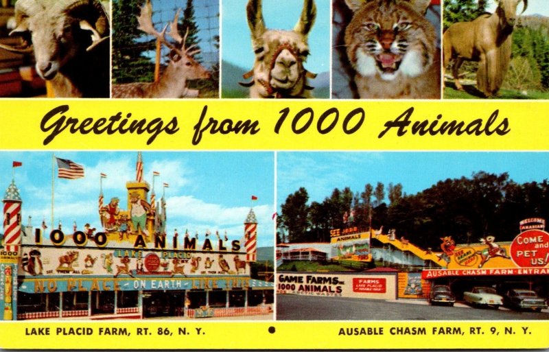 New York Lake Placid & Ausable Chasm Greetings From Sterling-Alaska Fur & Gam...