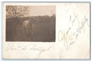 1906 Male Sheep Wool Pasture View Washington D.C. RPPC Photo Posted Postcard