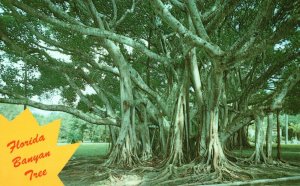 Vintage Postcard Banyan Tree Florida FL Photo Ted Lagerberg Koopel Color Cards