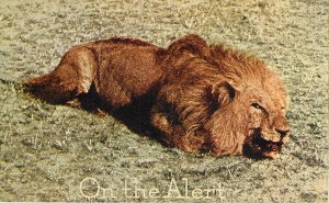 Teddy Roosevelt African Expedition Postcard Capper Series Lion on the Alert