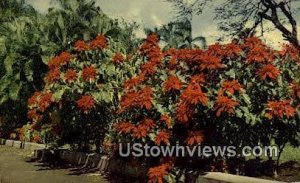 Poinsettia & Palm - Honolulu, Hawaii HI