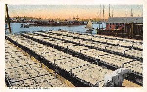 Drying Fish Gloucester, Massachusetts, USA Fish / Sea Mammals Unused 