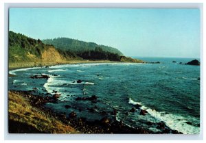 Vintage Del Norte Coast Redwood National Park California. Postcard P71E