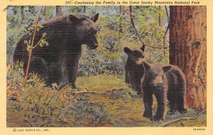 Native Black Bears Great Smoky Mountains National Park, North Carolina NC  