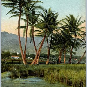 c1910s Honolulu, HI Hawaii Territory Cluster Coconut Trees Wall Nichols PC A188