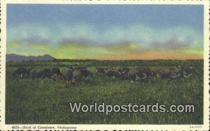 Herd of Carabaos Philippines Unused 