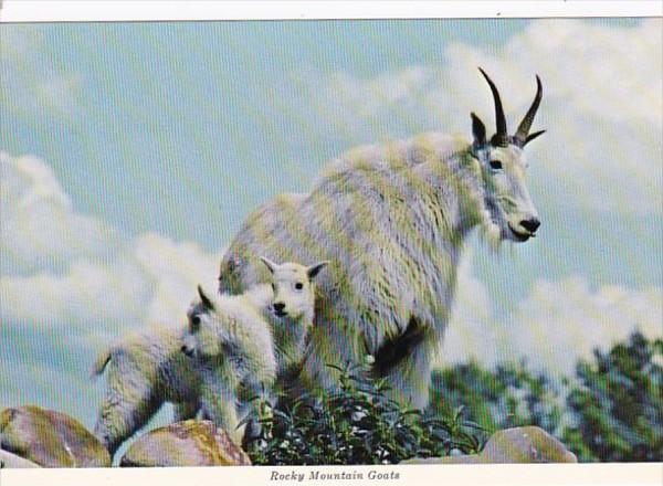 Canada British Columbia Rocky Mountain Goats