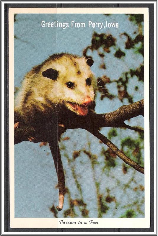 Iowa, Perry - Possum In a Tree - [IA-019]
