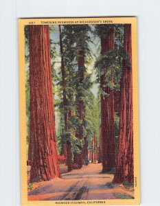 Postcard Towering Redwoods At Richardsons Grove Redwood Highway California USA