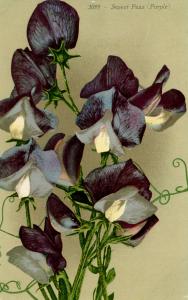 Flowers -   Sweet Peas, Purple                            (Edward H. Mitchell...
