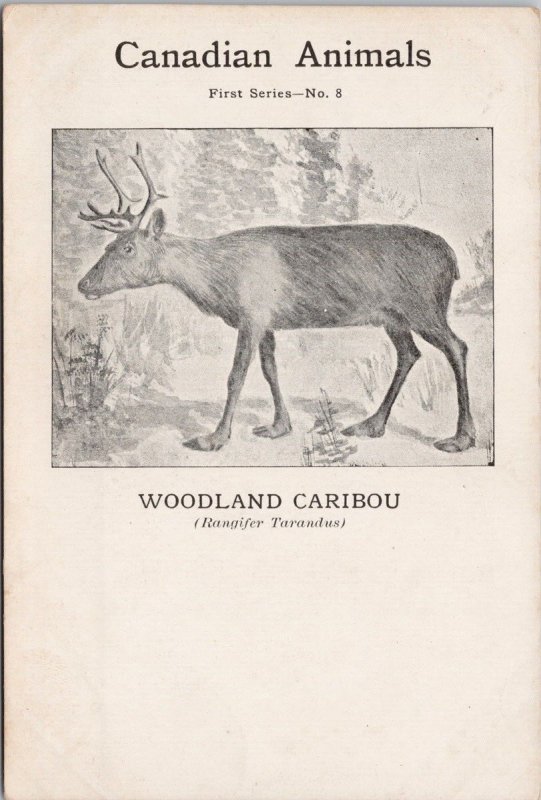 Woodland Caribou Canadian Animals #8 First Series Ottawa Agency Co Postcard H45