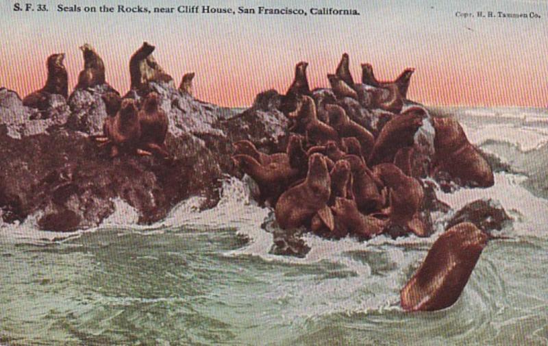 California San Francisco Seals On The Rocks Near Cliff House