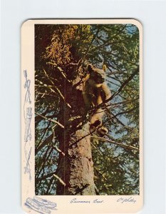 Postcard Cinnamon Bear, Canada