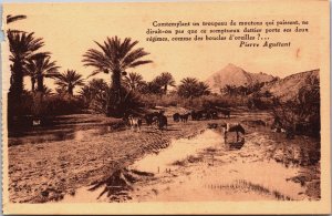 Algeria Contemplant un Troupeau de Moutons Vintage Postcard C190