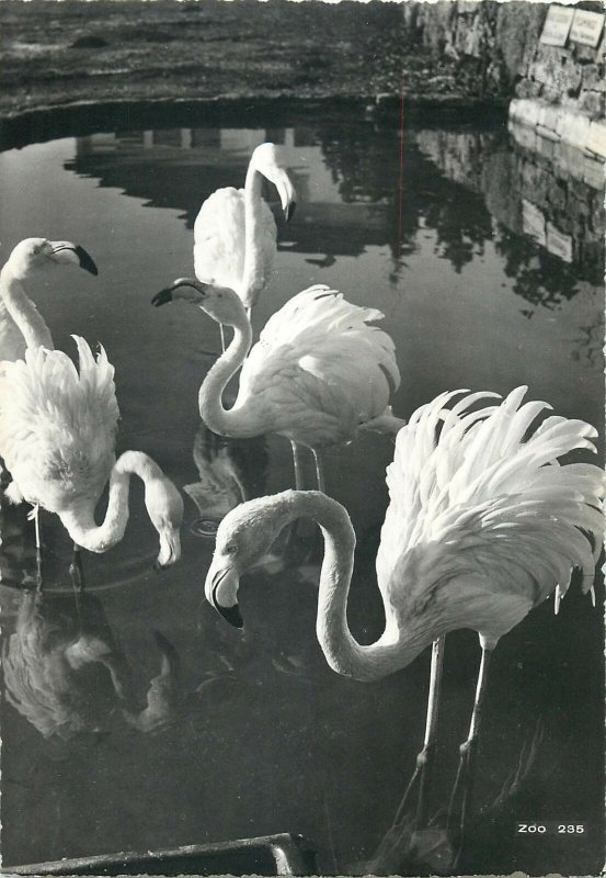 Postcard Animals Switzerland Zurich zoologischer garten flamingos