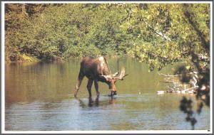Moose Pausing For a Cool Drink Postcard - [MX-091]