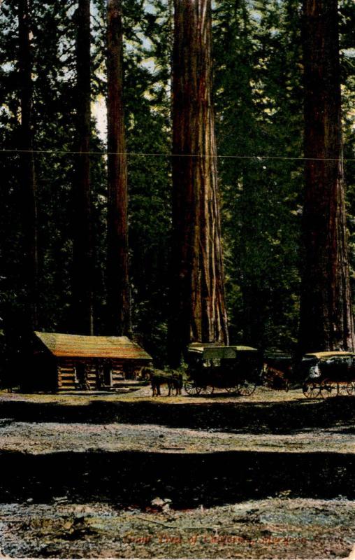 Giant Trees of Mariposa California Cabin Buggies Clearing Vintage Postcard G02