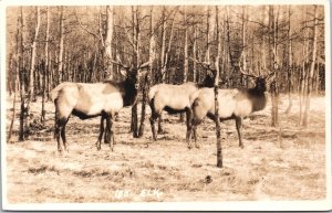 Canada Deer Elk Vintage RPPC 03.61