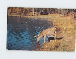 Postcard The Stag at eve had drunk his fill. Vacationland Scene