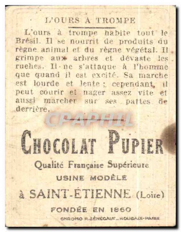 Image L & # 39Ours A Trompe Chocolate Pupier