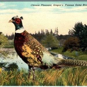 c1910s Oregon Exaggerated Chinese Pheasant Giant Game Bird Patton Postcard A118