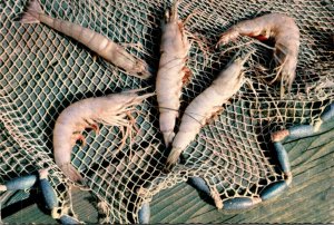 Mississippi Live Shrimp From The Gulf Coast