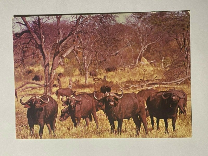 UNUSED PICTURE POSTCARD - BUFFALO HWANGE NATIONAL PARK ZIMBABWE (KK1956) 