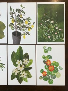 Lot of 10 Beautiful Flower Floral Art Postcards by Artist Clover Robin