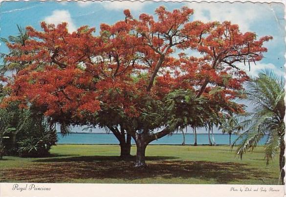 Florida Fort Myers Royal Poinicana Flaming Color On The Banks Of The Caloosah...