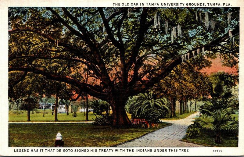 Florida Tampa The Old Oak In University Grounds Curteich