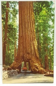 Yosemite National Park Wawona Tree Vintage Postcard