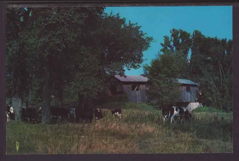 Covered Bridge,North Ferrisburg,VT Postcard