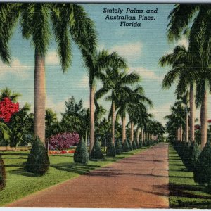 c1940s Pub. Miami, FL Australian Pines Stately Palms Linen PC Path Roadside A329